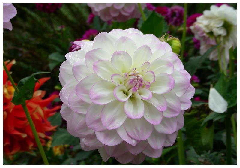 此花比牡丹花色艳丽,比茶花花朵硕大,人们喜欢养护和观赏