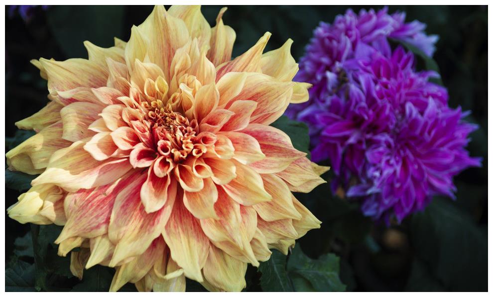 此花比牡丹花色艳丽,比茶花花朵硕大,人们喜欢养护和观赏