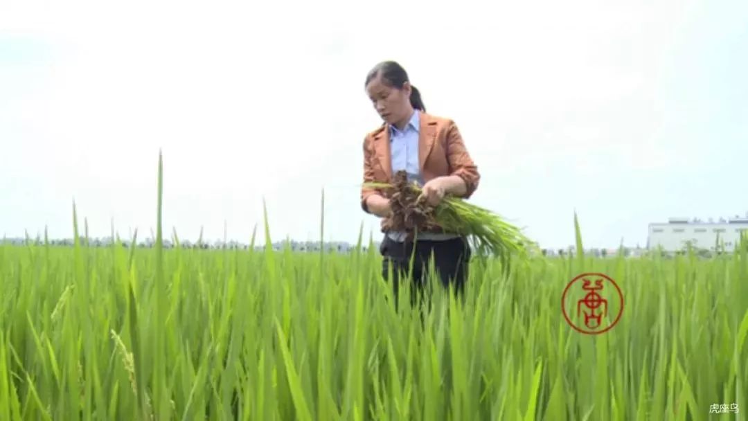 明明可以做个美美哒女教师，她却非要开着拖拉机去种田