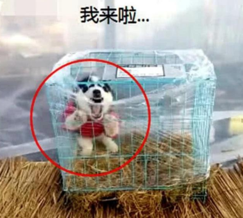 女孩网购狗狗，快递小哥直接疑问脸：这狗你真的能养吗？