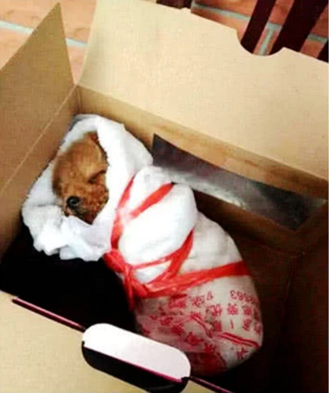 女孩网购小狗，卖家保证一定安全到家，看到狗狗后笑喷！