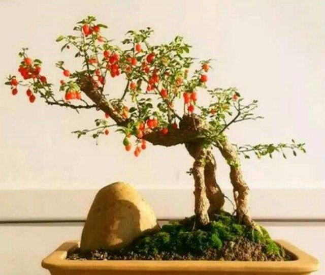 家中有枸杞盆栽,夏天养护要小心,不然度夏困难死亡率高