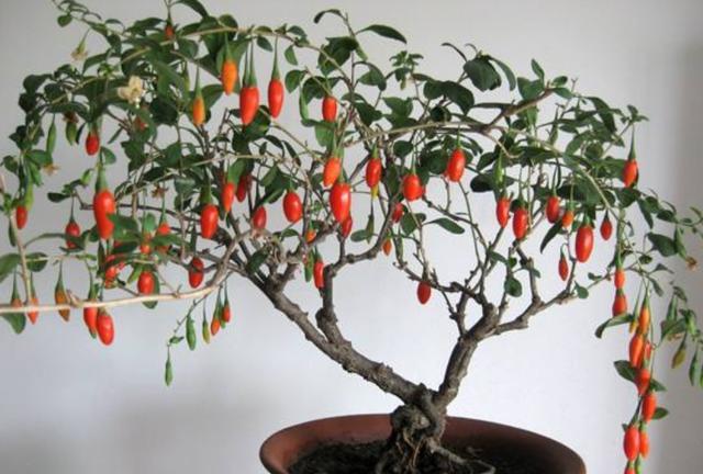 家中有枸杞盆栽,夏天养护要小心,不然度夏困难死亡率高