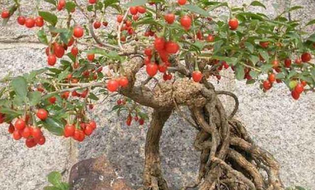 家中有枸杞盆栽,夏天养护要小心,不然度夏困难死亡率高