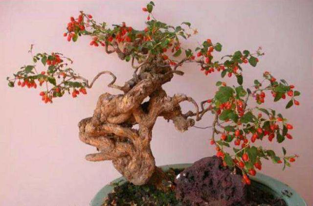 家中有枸杞盆栽,夏天养护要小心,不然度夏困难死亡率高