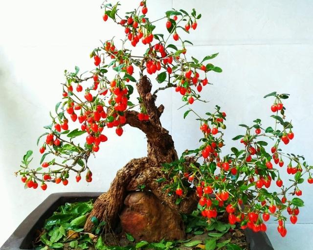 家中有枸杞盆栽,夏天养护要小心,不然度夏困难死亡率高