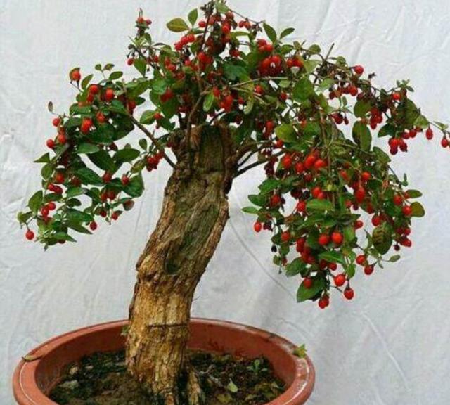 家中有枸杞盆栽,夏天养护要小心,不然度夏困难死亡率高