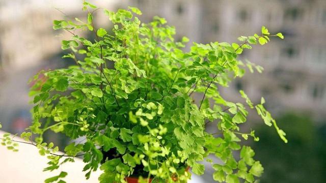 这几种植物,不仅养护简单,而且净化能力超强!