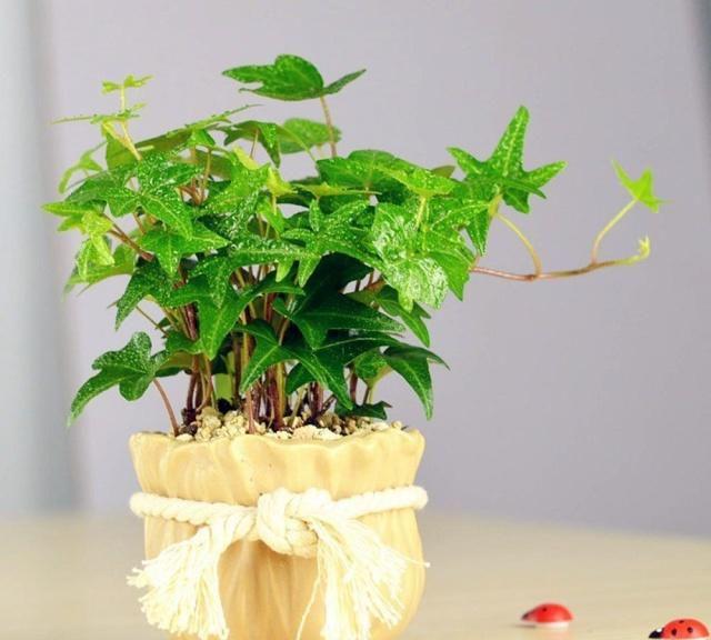 这几种植物,不仅养护简单,而且净化能力超强!