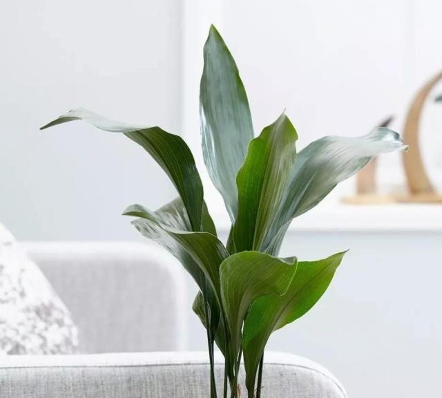 这几种植物,不仅养护简单,而且净化能力超强!