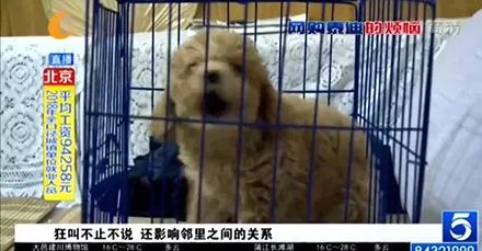女子1600元网购泰迪，怀疑血统不纯，结果联合媒体一起退货！！