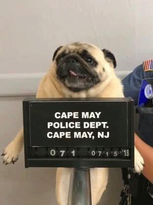 主人花一袋饼干保释巴哥,网友:“狗狗犯了什么罪?”