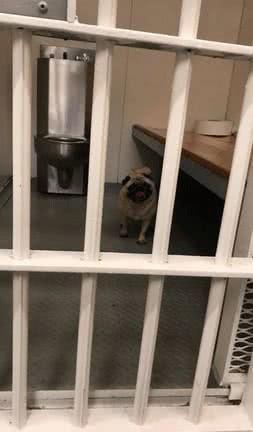 主人花一袋饼干保释巴哥,网友:“狗狗犯了什么罪?”