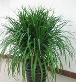 养护的龙须树盆栽叶片越来越发黄了是怎么回事?龙须树就是龙血树