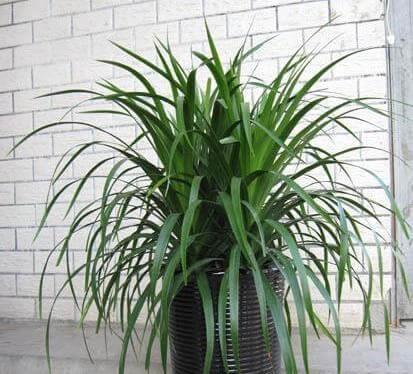 养护的龙须树盆栽叶片越来越发黄了是怎么回事?龙须树就是龙血树