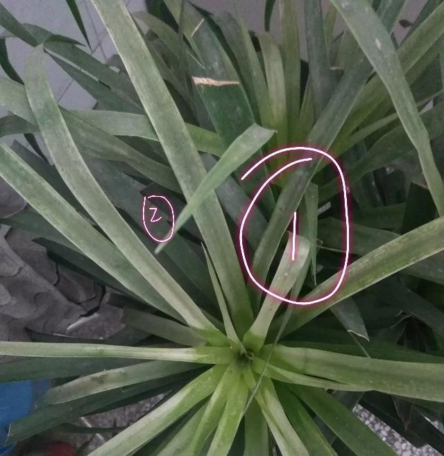 养护的龙须树盆栽叶片越来越发黄了是怎么回事?龙须树就是龙血树