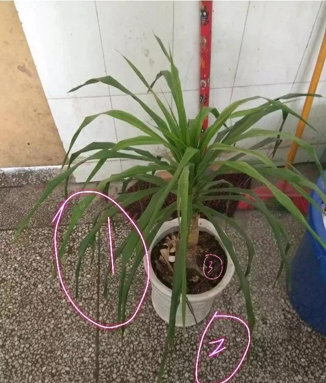 养护的龙须树盆栽叶片越来越发黄了是怎么回事?龙须树就是龙血树