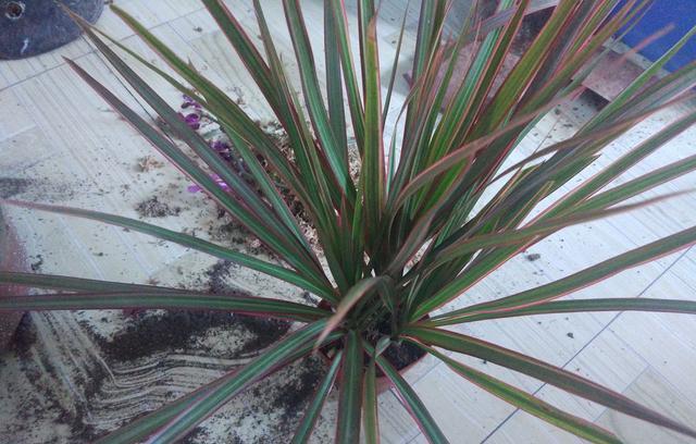 养护的龙须树盆栽叶片越来越发黄了是怎么回事?龙须树就是龙血树