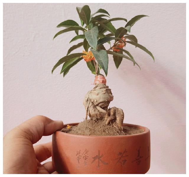 桂花盆景要想更美,春季如何换盆?如何养护?