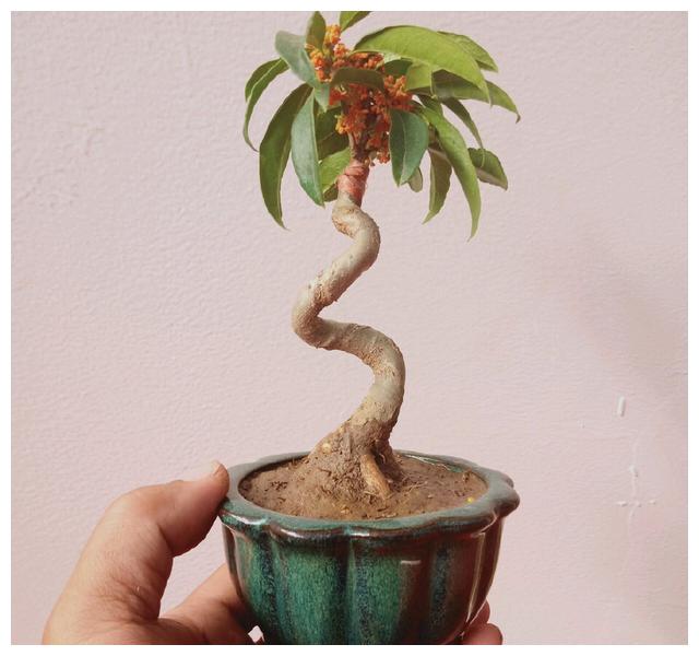 桂花盆景要想更美,春季如何换盆?如何养护?