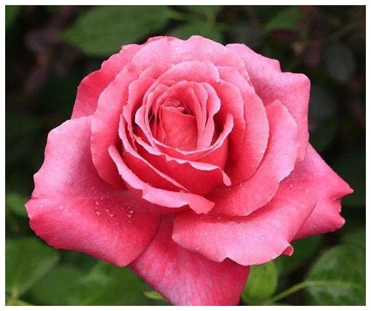 网购月季花花朵为何会掉蕾？如何应对？