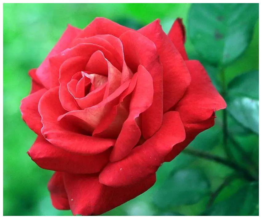 网购月季花花朵为何会掉蕾？如何应对？