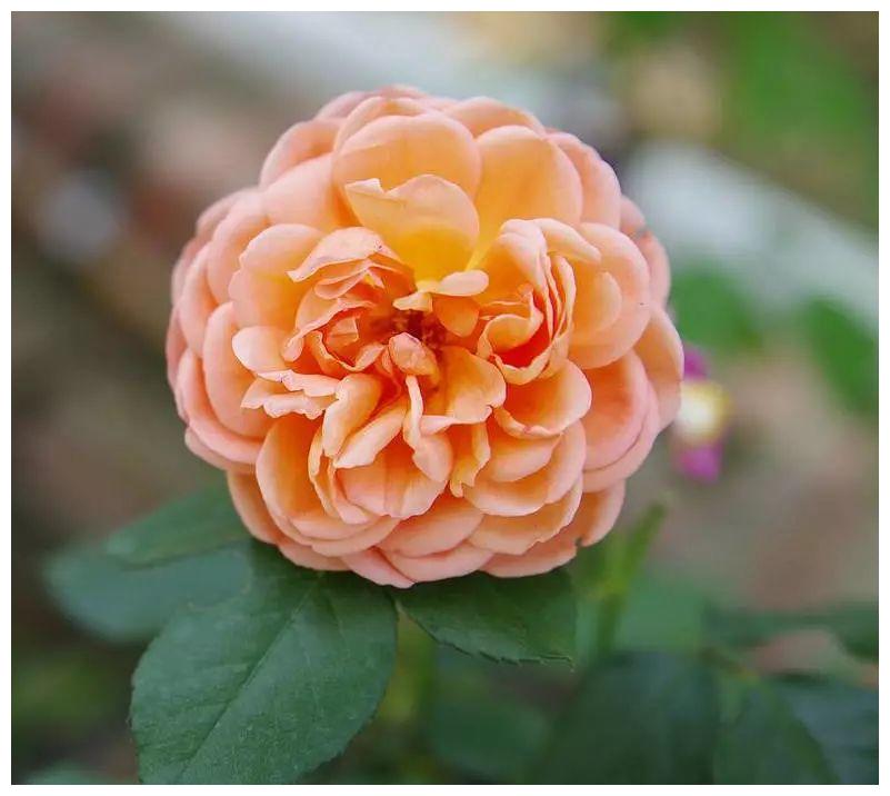 网购月季花花朵为何会掉蕾？如何应对？