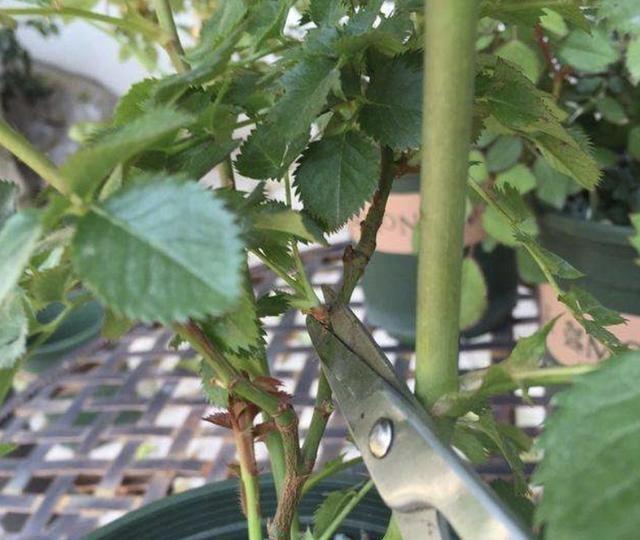 将月季的“生长开关”打开，夏季花朵数量变多，看着鲜艳，有用