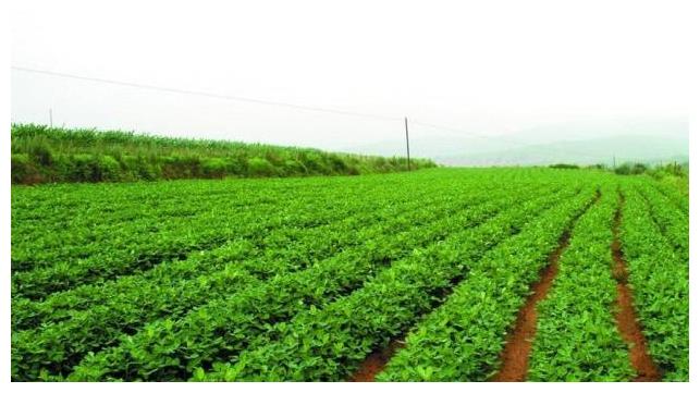 想要拥有高产量，花生种植后补苗以及清棵必须要注意