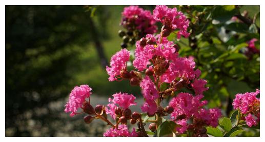 盆栽紫薇花想养好,养护记住以下3点,轻松花开爆盆,观赏性极高