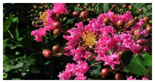 盆栽紫薇花想养好,养护记住以下3点,轻松花开爆盆,观赏性极高