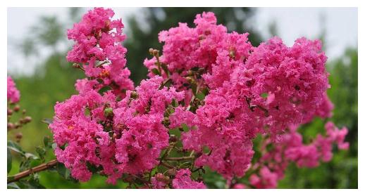 盆栽紫薇花想养好,养护记住以下3点,轻松花开爆盆,观赏性极高