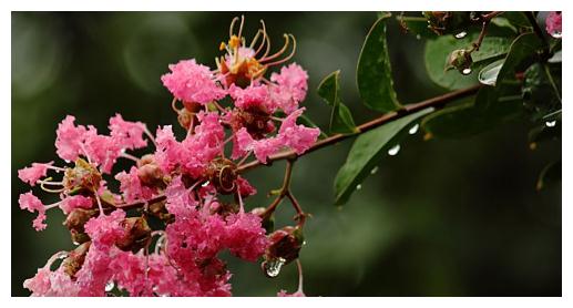 盆栽紫薇花想养好,养护记住以下3点,轻松花开爆盆,观赏性极高