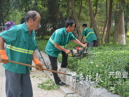 开发区园林工人修剪苗木，为“创城”添彩
