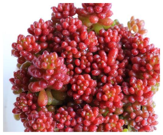 多肉红色浆果的三个养护小技巧,各个晶莹剔透,值得一试