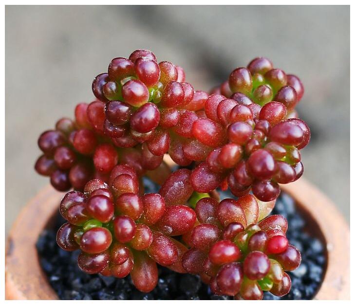 多肉红色浆果的三个养护小技巧,各个晶莹剔透,值得一试