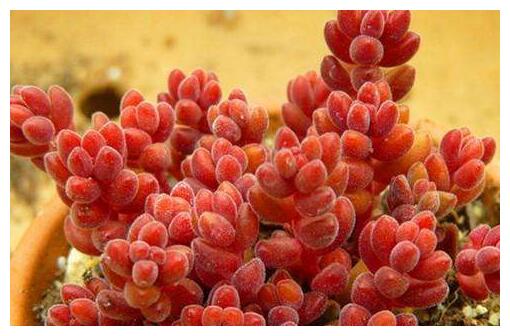 多肉红色浆果的三个养护小技巧,各个晶莹剔透,值得一试