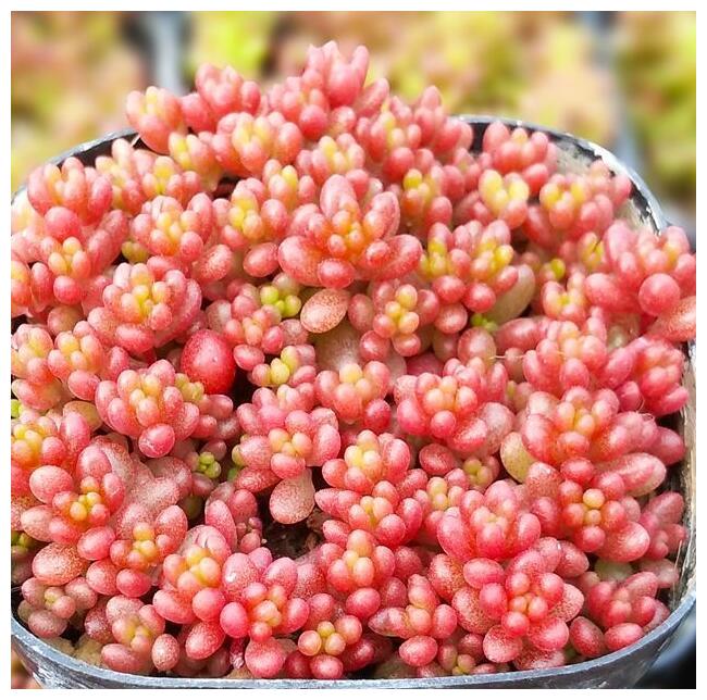 多肉红色浆果的三个养护小技巧,各个晶莹剔透,值得一试