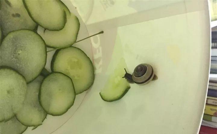 20种灭虫大法，不用打药还环保，叶子油绿没有黑点了！