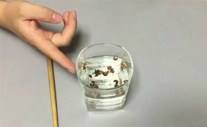 20种灭虫大法，不用打药还环保，叶子油绿没有黑点了！