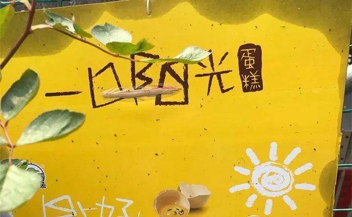 20种灭虫大法，不用打药还环保，叶子油绿没有黑点了！