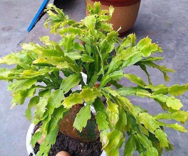 夏天养护错了,蟹爪兰叶子掉光光,现在改还能救