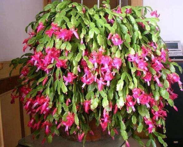 夏天养护错了,蟹爪兰叶子掉光光,现在改还能救