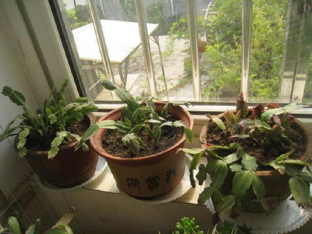 夏天养护错了,蟹爪兰叶子掉光光,现在改还能救