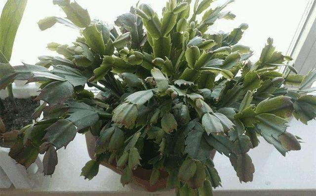 夏天养护错了,蟹爪兰叶子掉光光,现在改还能救