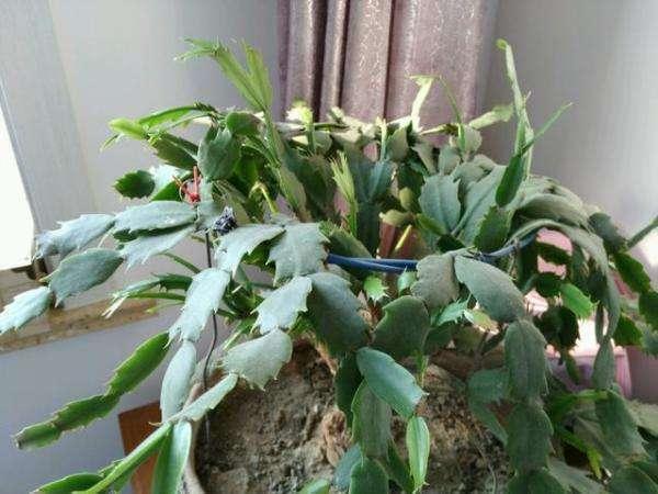 夏天养护错了,蟹爪兰叶子掉光光,现在改还能救