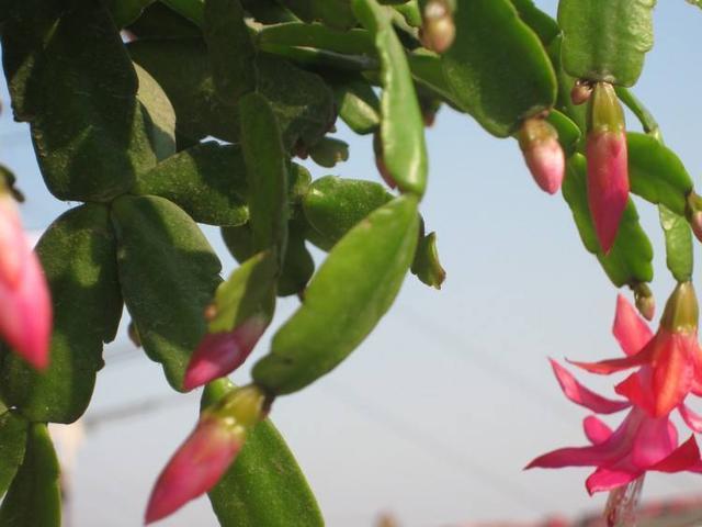 夏天养护错了,蟹爪兰叶子掉光光,现在改还能救