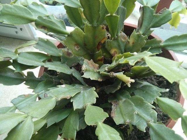 夏天养护错了,蟹爪兰叶子掉光光,现在改还能救