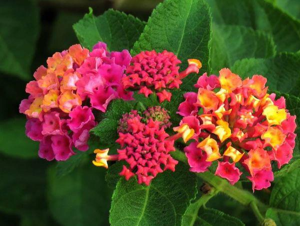 马缨丹怎么养护开花多?以下3个方面多注意,花繁叶茂轻松爆盆