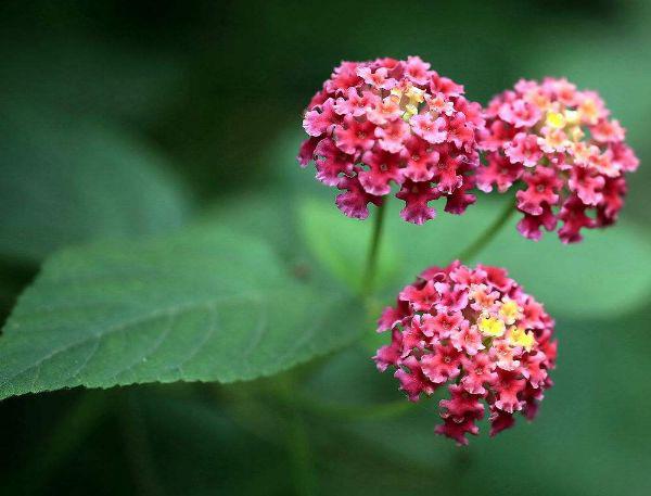 马缨丹怎么养护开花多?以下3个方面多注意,花繁叶茂轻松爆盆